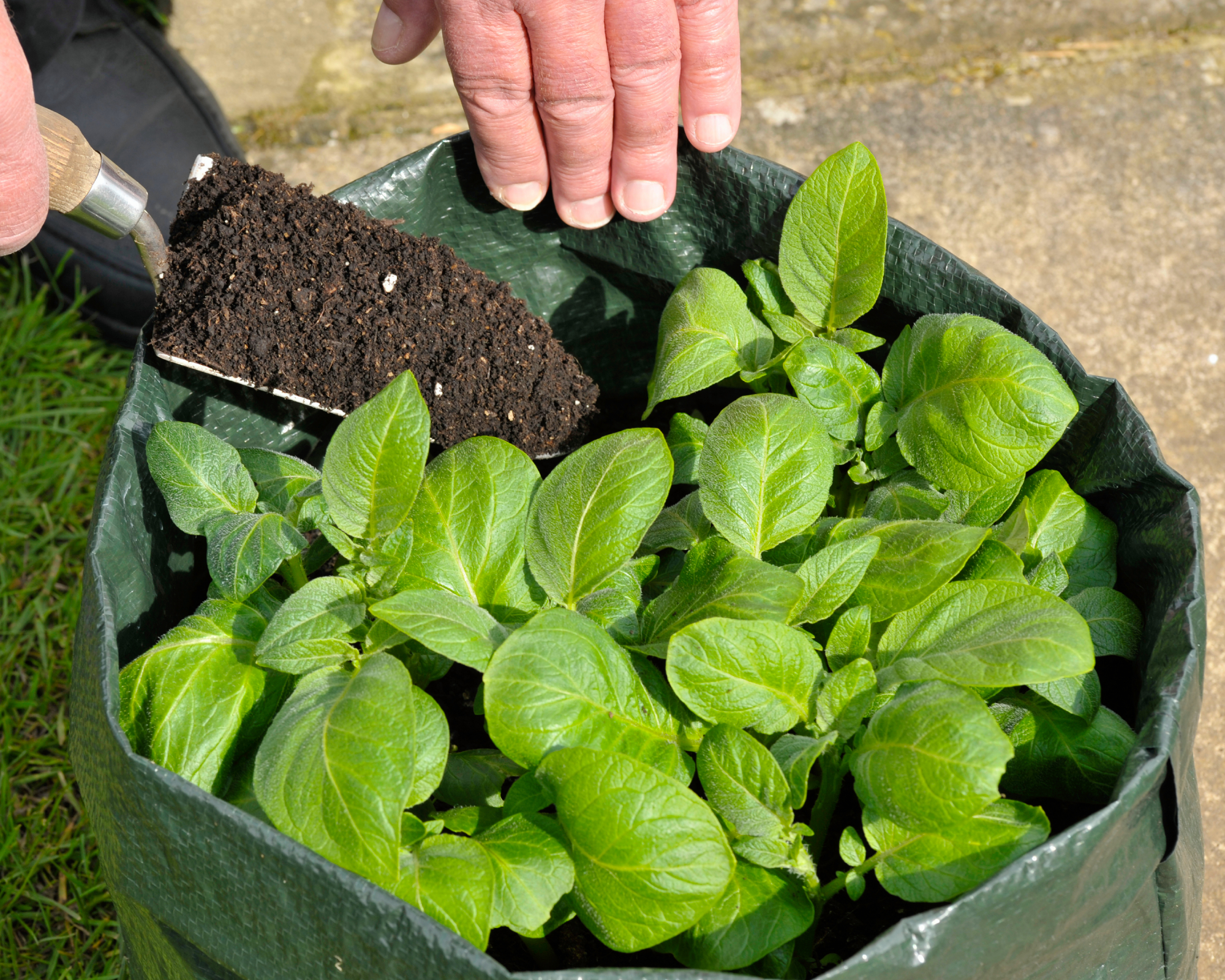 man adding soil to potato grow bag