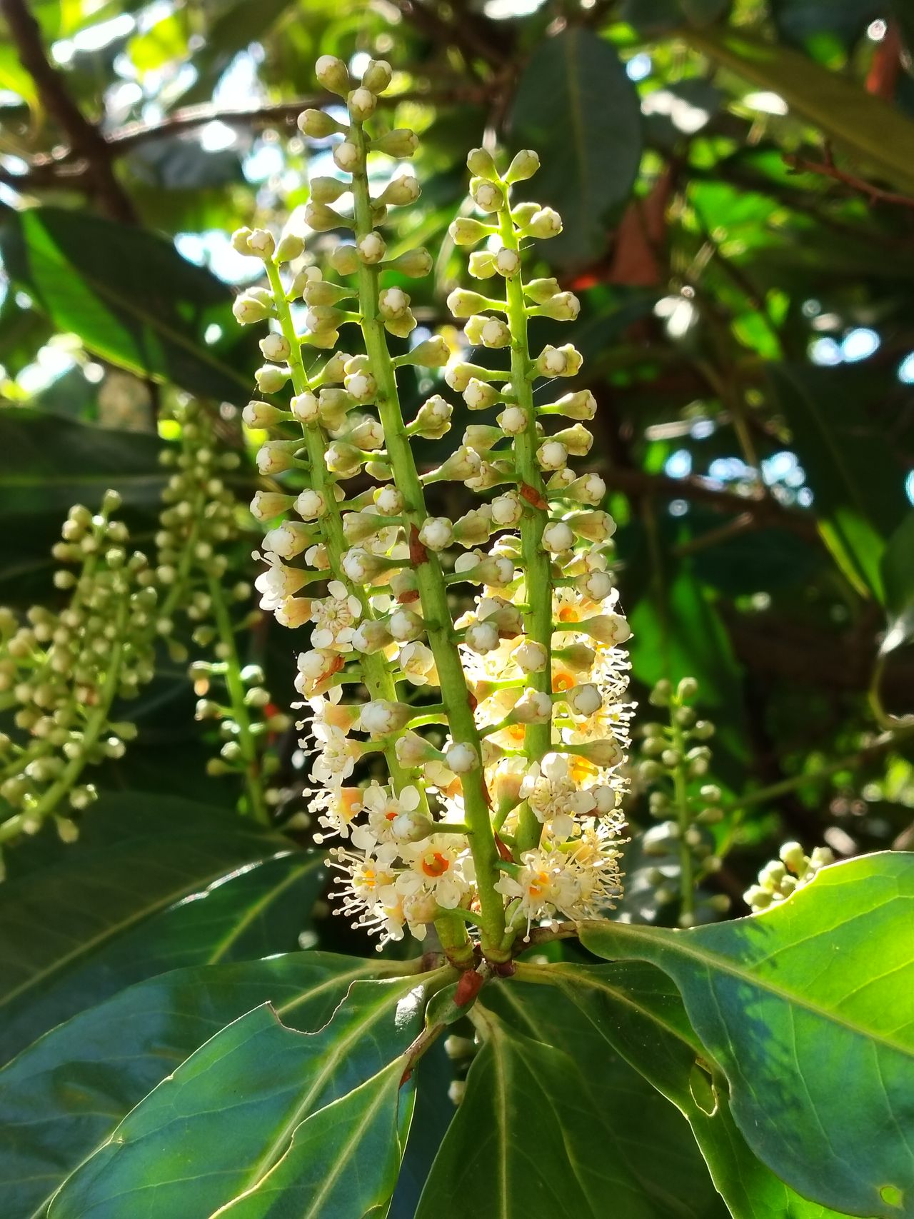 A photo captured on the OnePlus Nord CE 3 Lite 5G