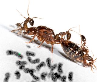 Worker fire ants with only the B variant of the social chromosome will accept a single queen also with only the B variant (described as "BB"). But if the queen has the other variant, the so-called Bb queen, she will be attacked by these BB workers (shown here).