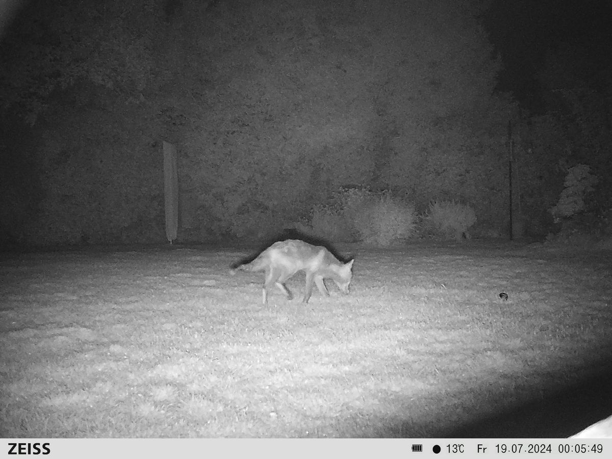 Sample image from the Zeiss Secacam 7 trail camera