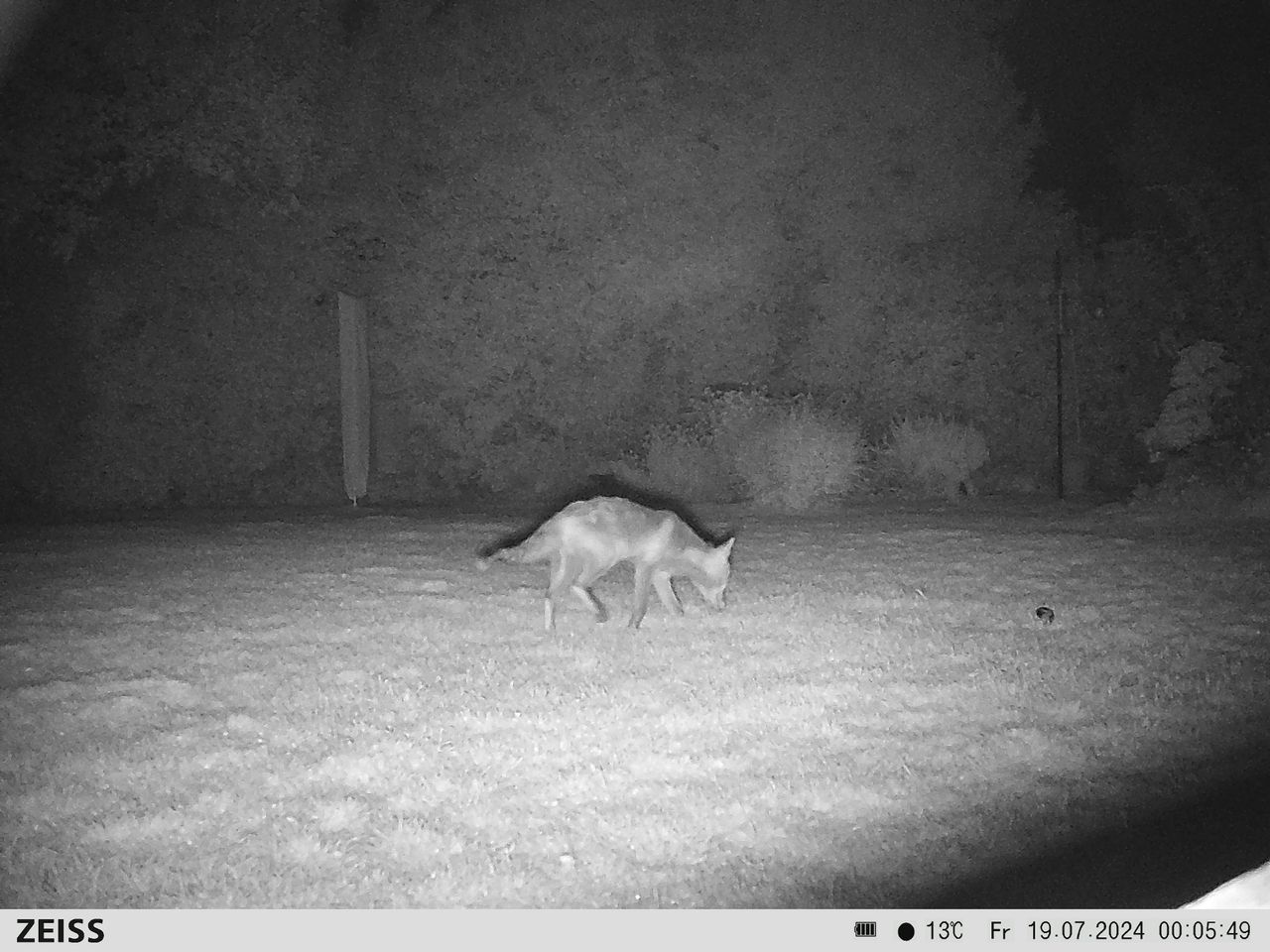 Sample image from the Zeiss Secacam 7 trail camera