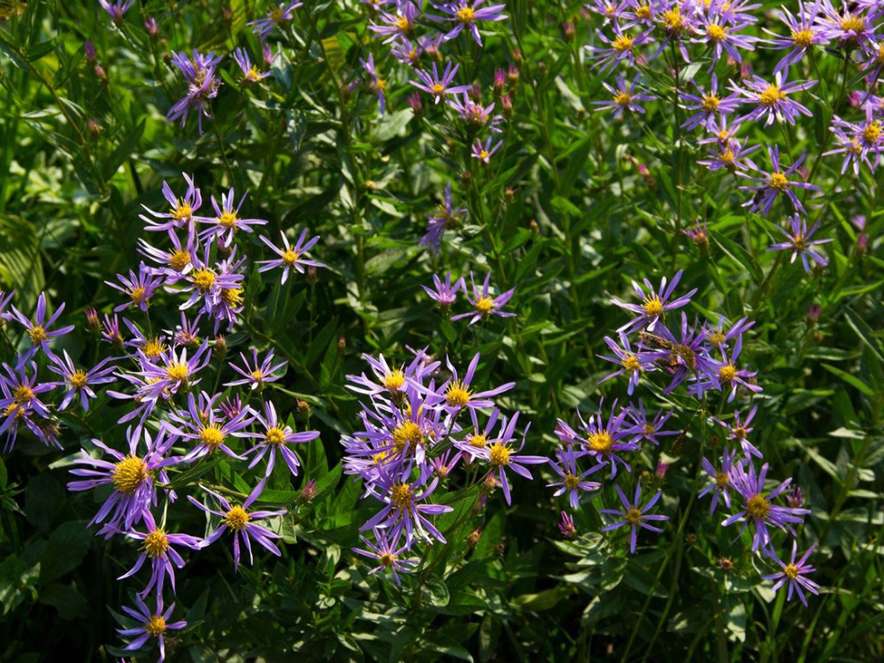 Purple Perennial Flowers