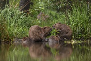 Wildlife Photographer of the Year: People's Choice Award 2020