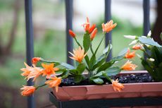 Outdoor Potted Christmas Cactus