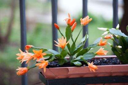 Outdoor Potted Christmas Cactus