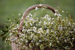 Basket of Mistletoe