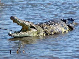 Nile crocodiles are among the fiercest predators in southern Africa, yet their population has shrunk due to habitat loss and hunting. In another study, researcher Alison Leslie of the University of Stellenbosch found that climate change will also cause crocodile numbers to plunge.