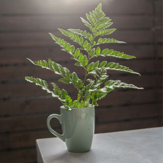 Fresh green fern leaves placed on ceramic mug on gray table against blurred wall