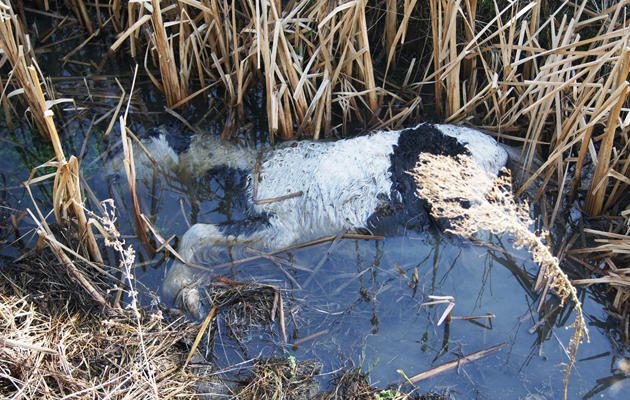 dead foal (with Felix)