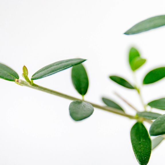 Growing Arbequina Olive Trees in Containers | Gardening Know How