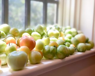 Green tomatoes ripening on a windowsill