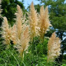 pampas grass growing in garden