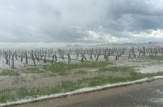 hail in chablis, burgundy