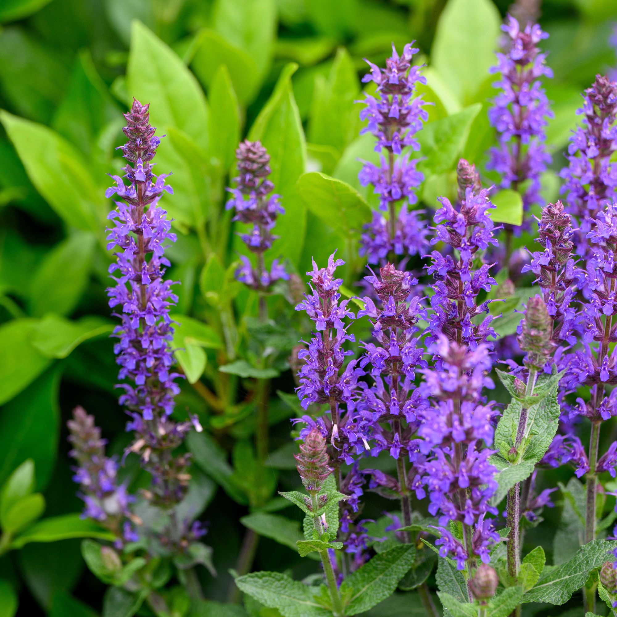 salvias in garden
