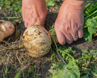hands cutting white freshly harvested turnip root with knife
