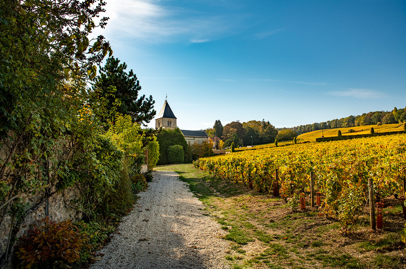 champagne salon, vineyards
