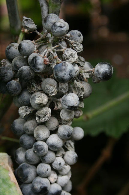 Wine grapes struck by powdery mildew, jefford