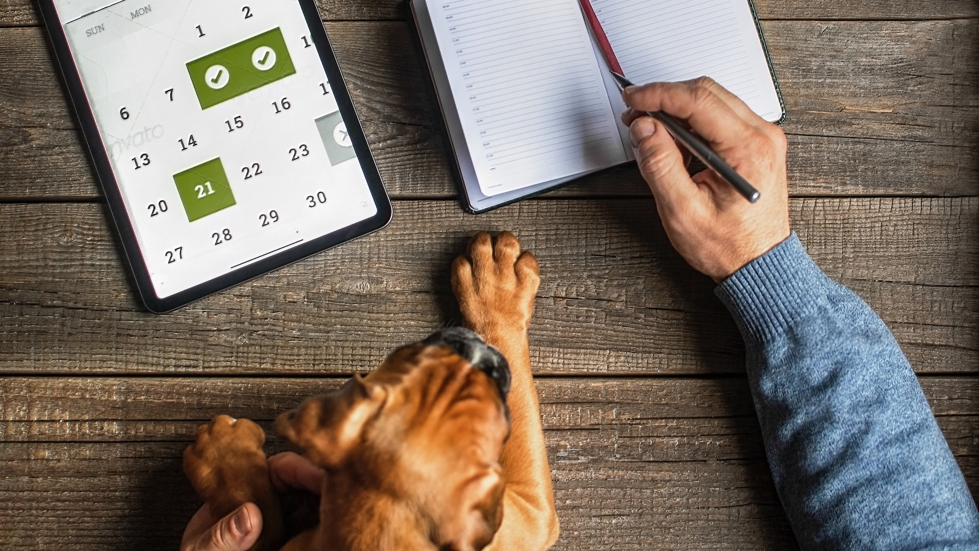 Dog with ipad and diary