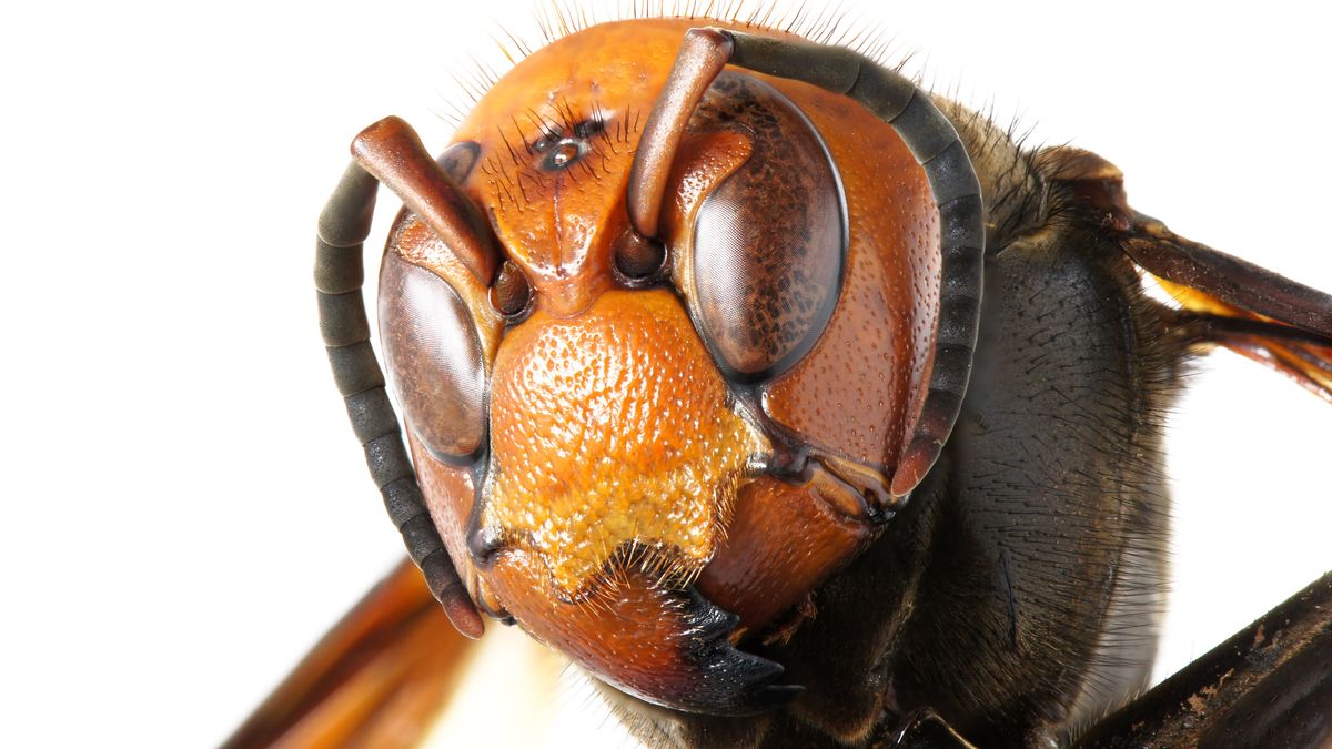 Head of an Asian giant hornet (Vespa mandarinia)