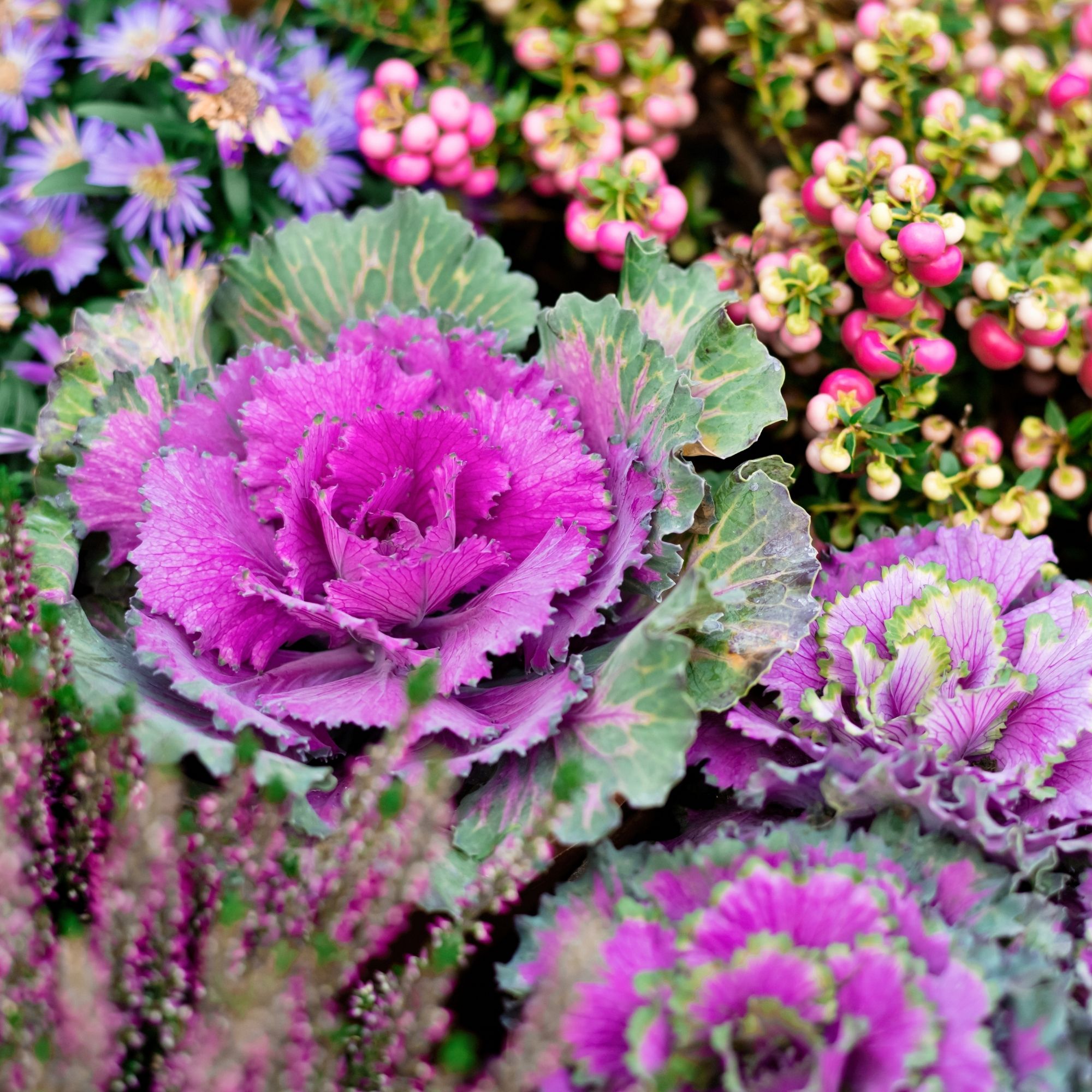 ornamental cabbage