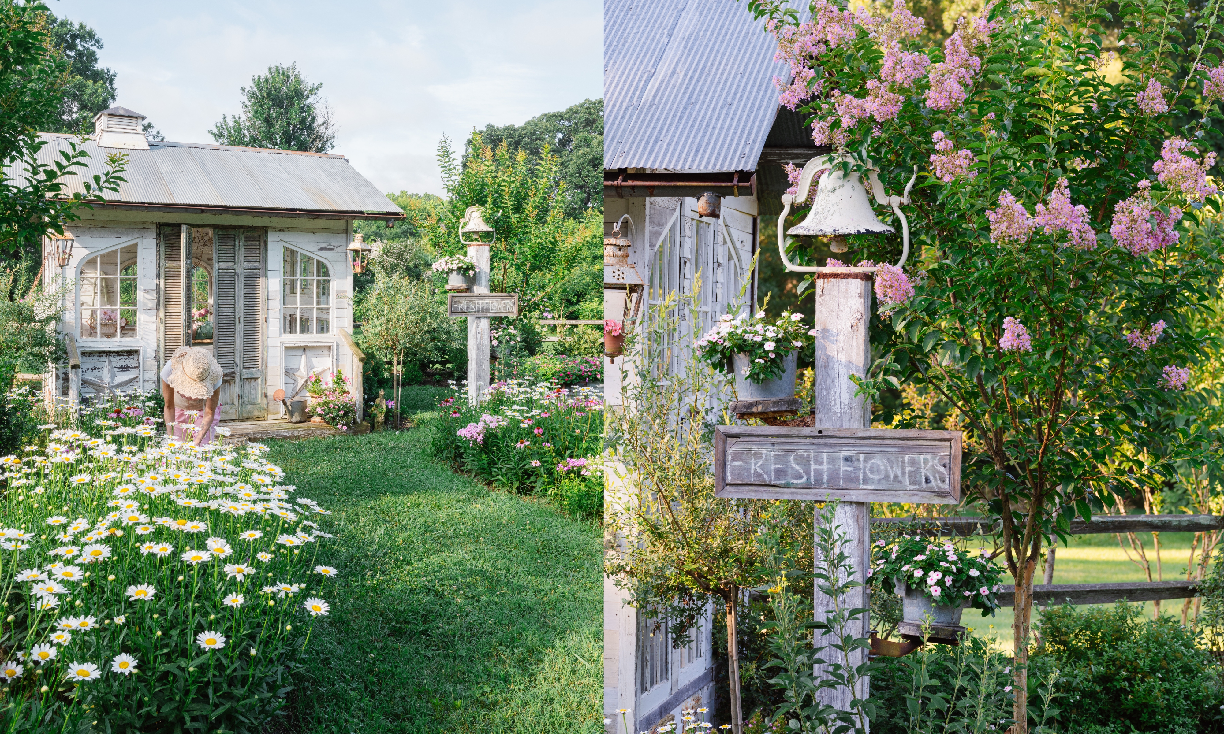 white flower barn with ox-eye daisies in front, and shabby chic &#039;fresh flowers&#039; wooden sign on right