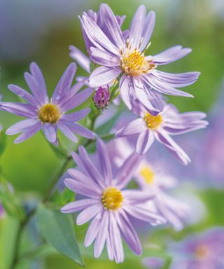 Fall aster flowers