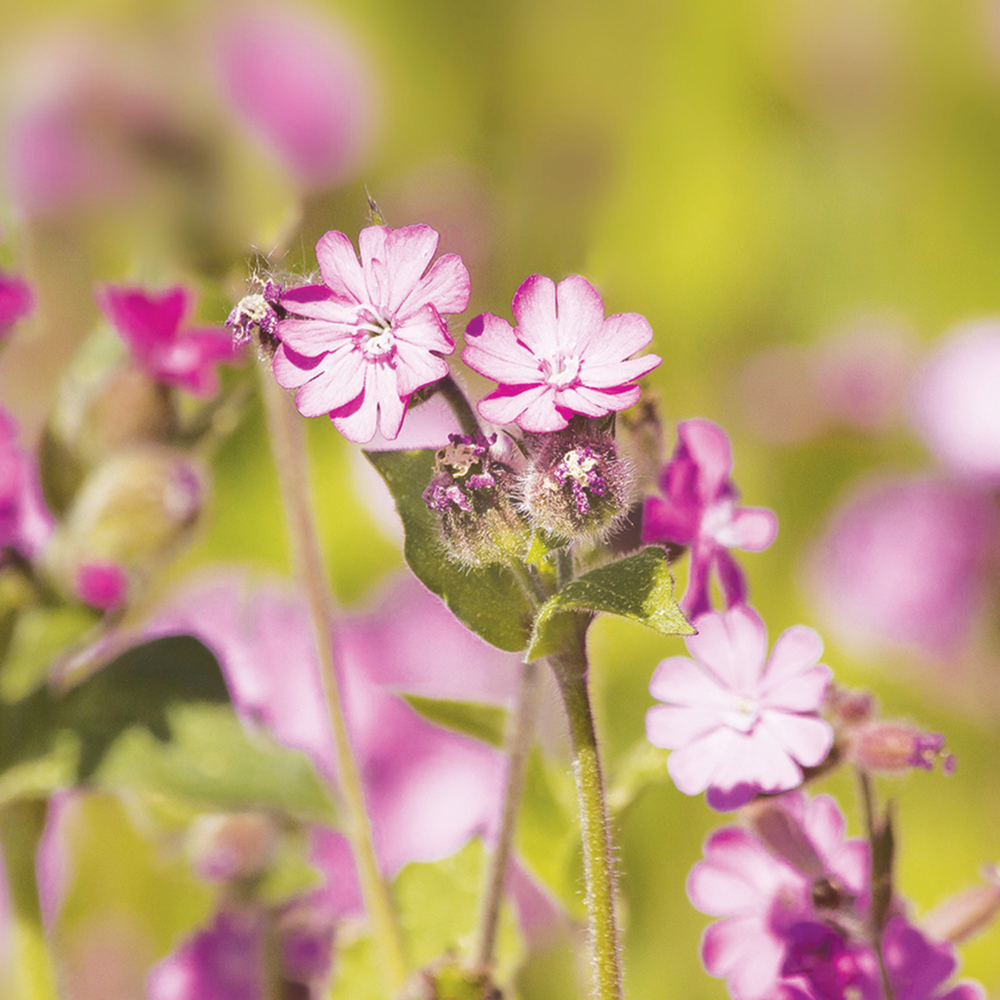 close up of red campion