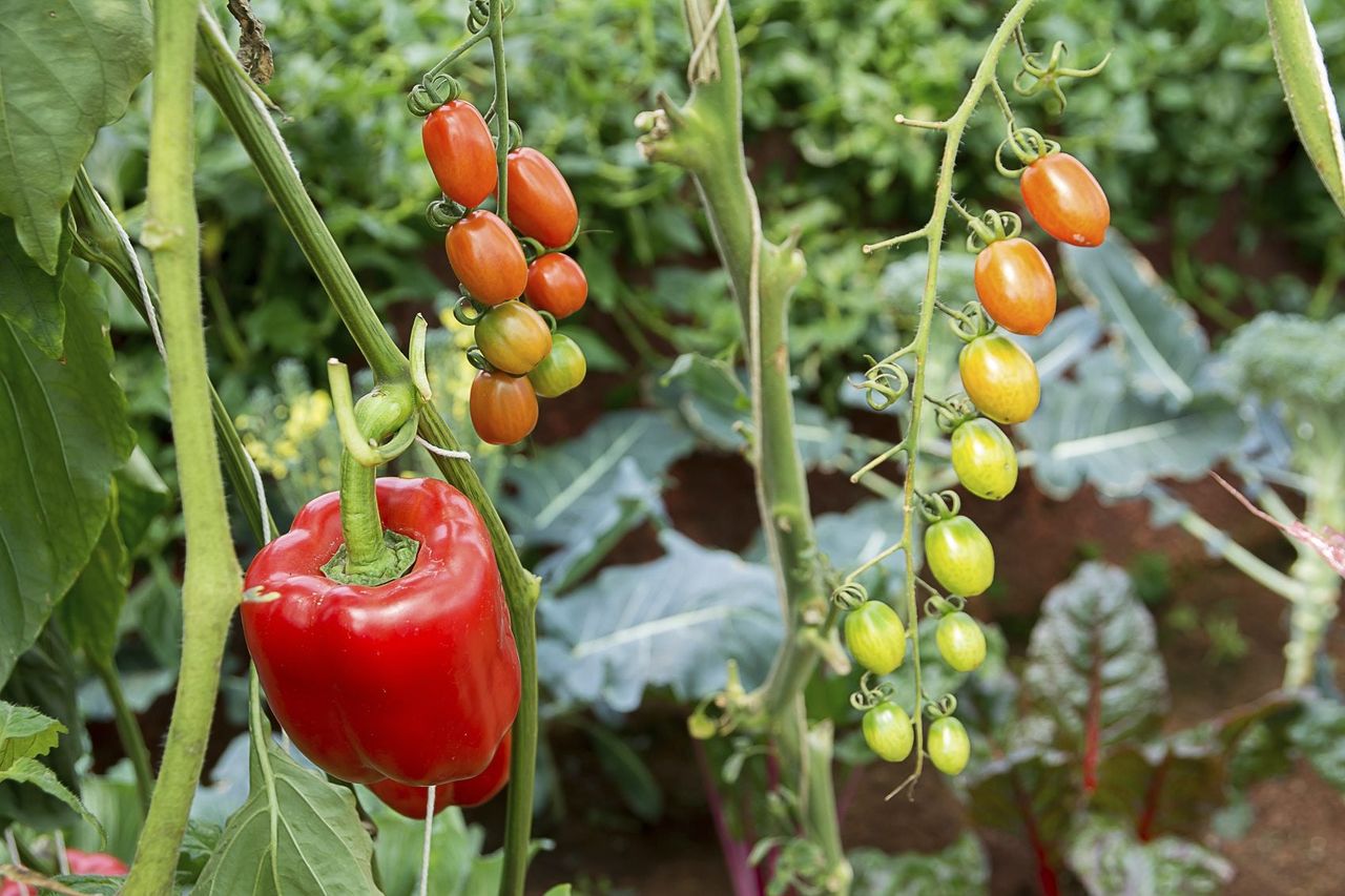 Pepper Plant Next To Tomato Plants