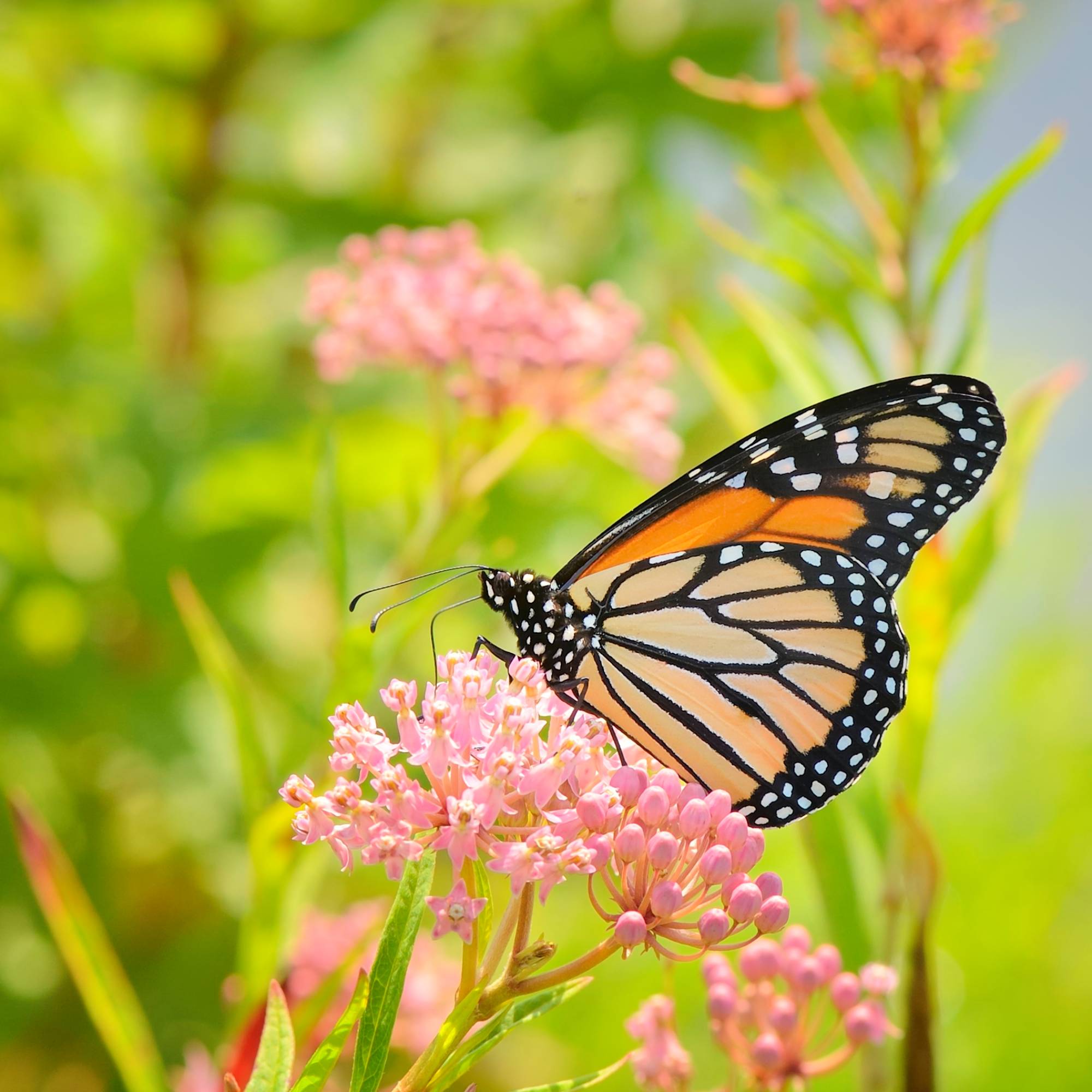 monarch on joe pye weed flowers