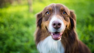 Close up of Australian Shepherd dog with blurred grass in behind