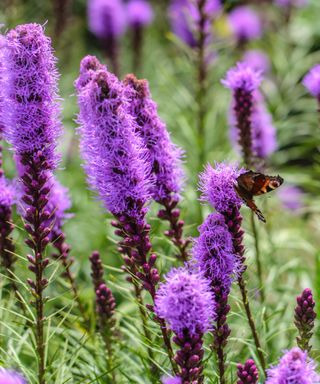 Liatris spicata with butterfly