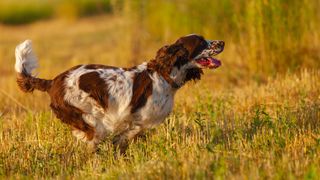 Liver and white English springer spaniel running