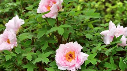 Tree peony with pink flowers