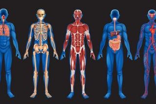 Anatomy Labs Remain a Fixture of Medicine | Medical Education | Live