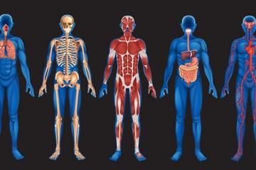 human body systems