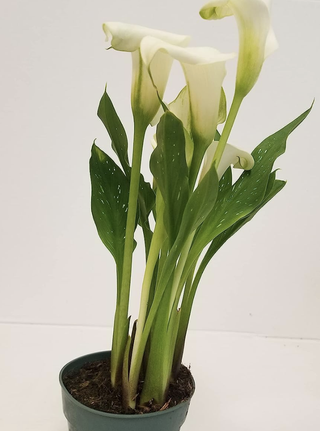 white calla lily in bloom