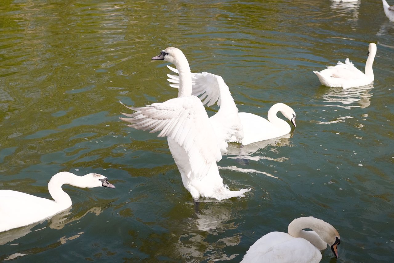 A photo of a swan, taken on a Sigma BF camera