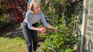 Camilla Sharman spraying roses