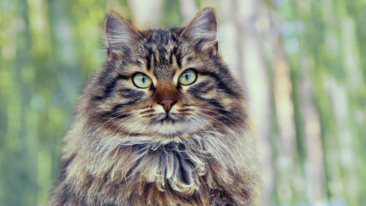 Siberian forest cat in woodland