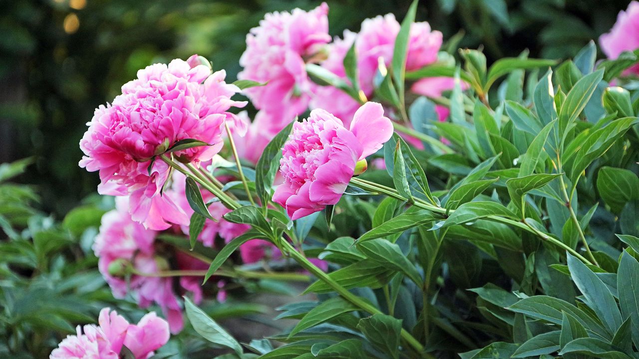 Peonies falling down need support