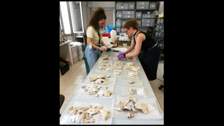 Archaeologists studying skeletal remains on a white table in a lab