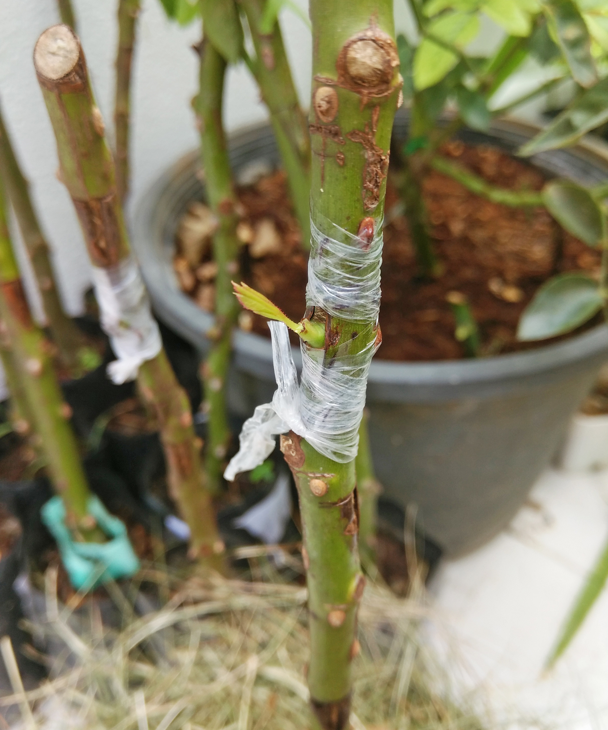 Grafting rose