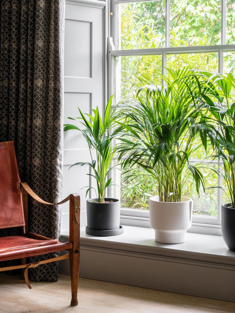 indoor trees on a living room windowsill from leafenvy.co.uk
