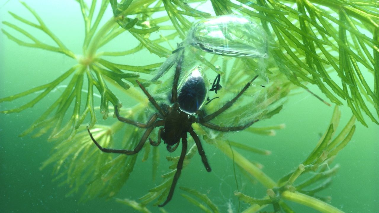 A diving bell spider underwater using an air bubble to breathe.