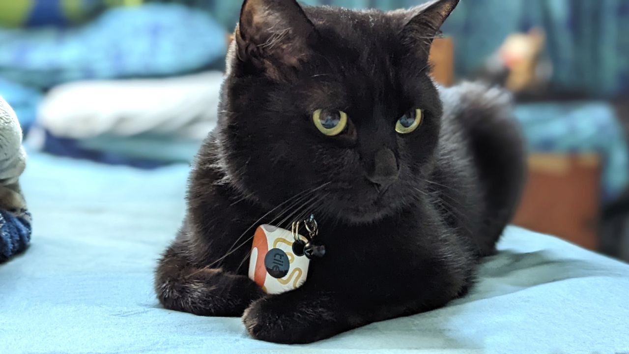 Tile Mate Bluetooth tracker hung on an indoor pet cat's collar.