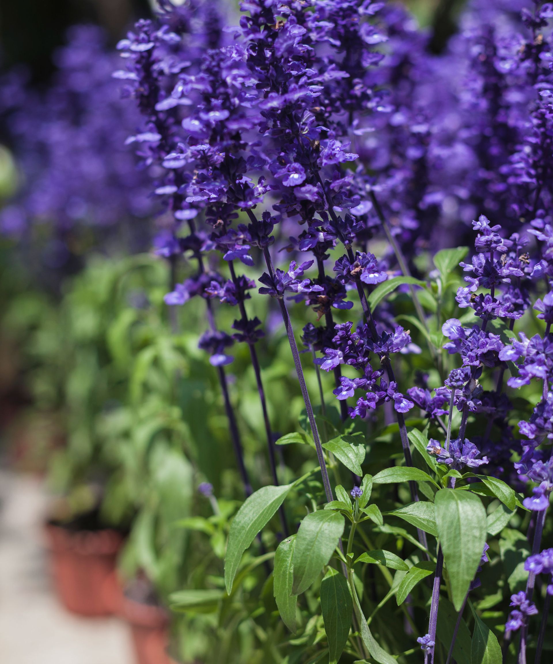 How to grow salvias: a step-by-step guide to growing these summer