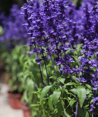 purple flowering salvia