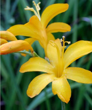 Crocosmia ‘Paul’s Best Yellow’