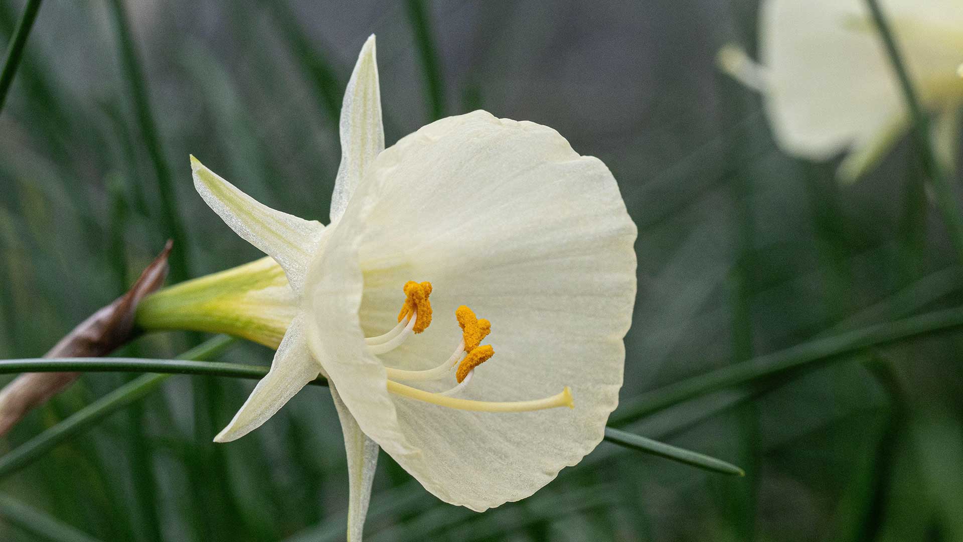 &#039;Arctic Bells&#039; daffodil