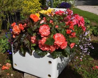 Begonias and lobelia ain a summer container Belfast sink